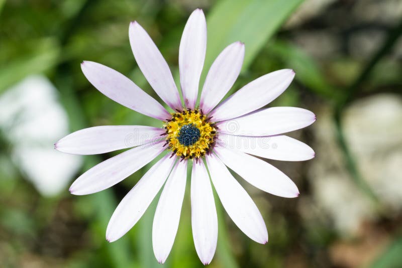 Macro of a white cape daisy royalty free stock photo