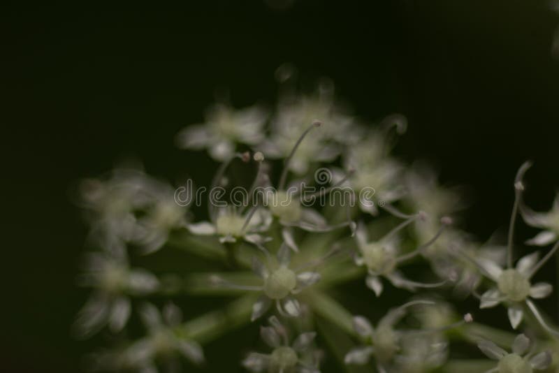 Macro white flower heads stock photo. Image of branch 227972348