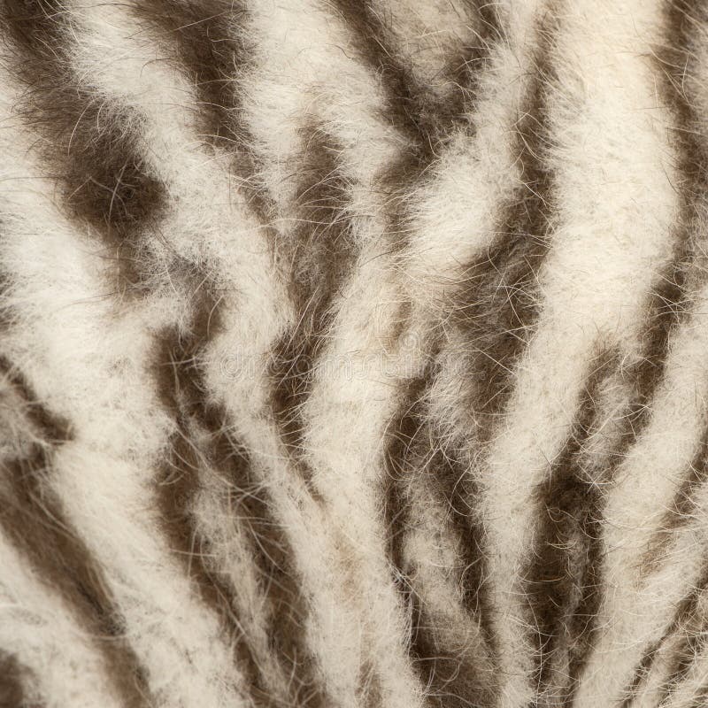 White Tiger Fur Background Stock Photos Download 7,294 Royalty Free