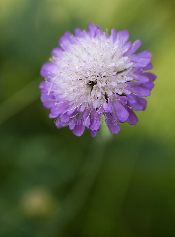 Macro of a Wild Flower : Scabiosa Columbaria Stock Image - Image of ...