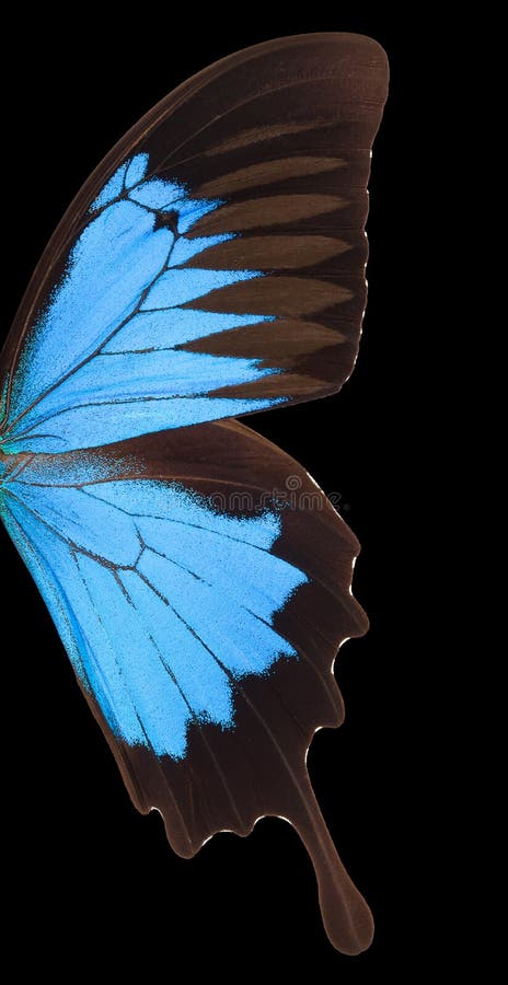 Macro Wing of Blue Emperor Butterfly Isolated on a Black Background Stock  Photo - Image of butterflies, closeup: 175267496