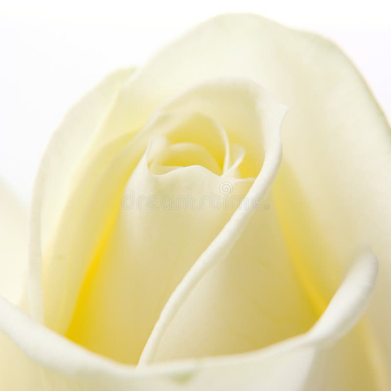 Macro wit nam toe royalty-vrije stock foto