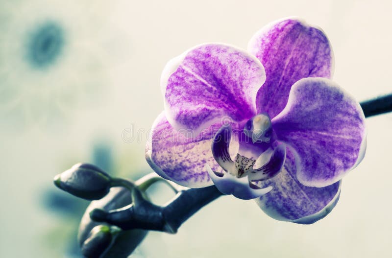 Macro y fotos del primer de la orquídea