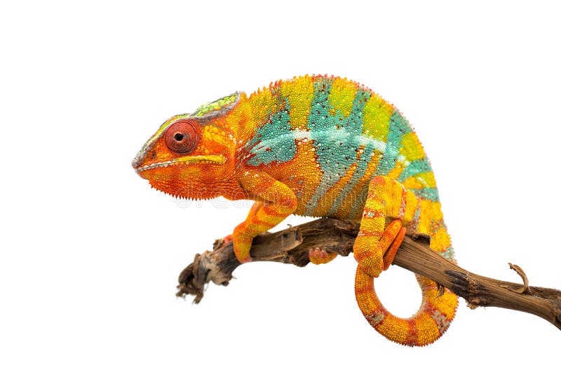 Yellow blue lizard Panther chameleon isolated on white background stock images