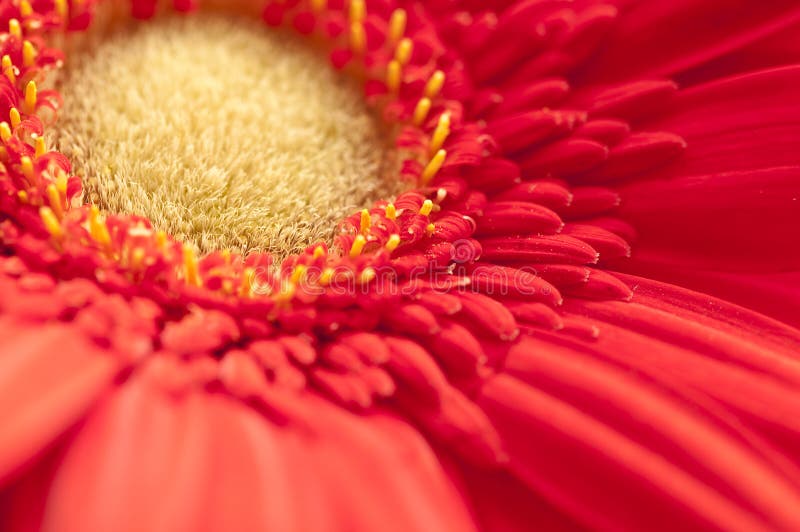 Macro of the yellow pistil heart of a red daisy stock image Macro of the yellow pistil heart of a red daisy stock image