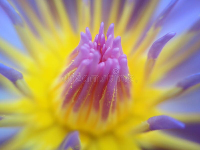 Macro on yellow pollen of blossom purple lotus flower or water lily stock images Macro on yellow pollen of blossom purple lotus flower or water lily stock images