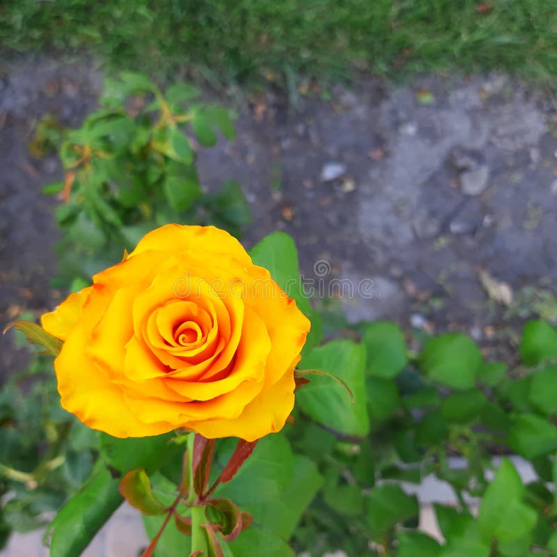 Macro Yellow Rose with Orange Spots in the Garden Stock Image Image