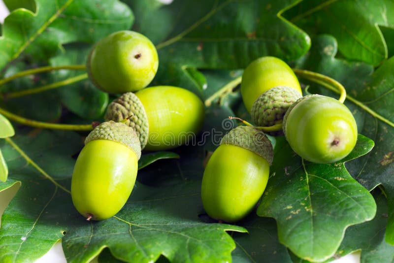 Macro of young acorn isolated on white