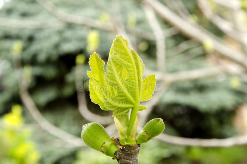 Macro of young fig tree branch with buds in spring on a green grass background