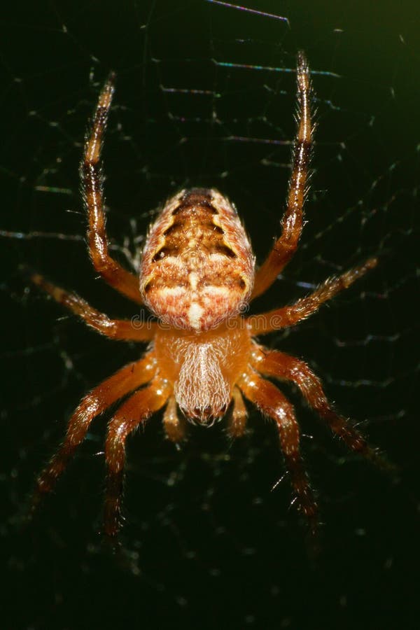 Macro of a young spider of a cross of the genus Araneus hanging royalty free stock image Macro of a young spider of a cross of the genus Araneus hanging royalty free stock image