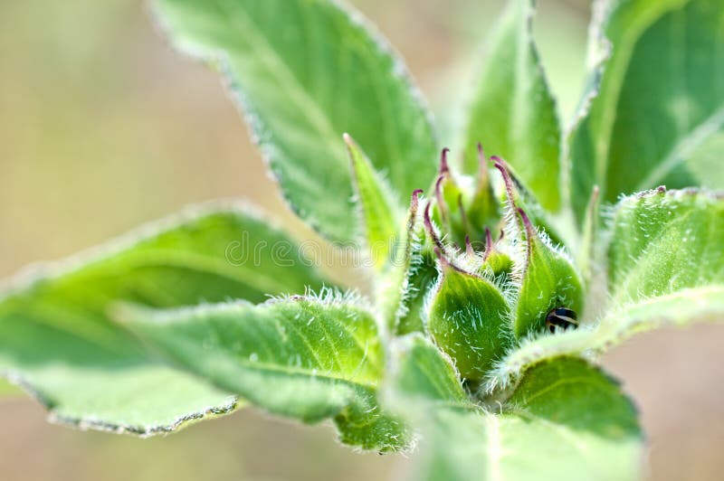 Macro of young sunflower detail stock images Macro of young sunflower detail stock images