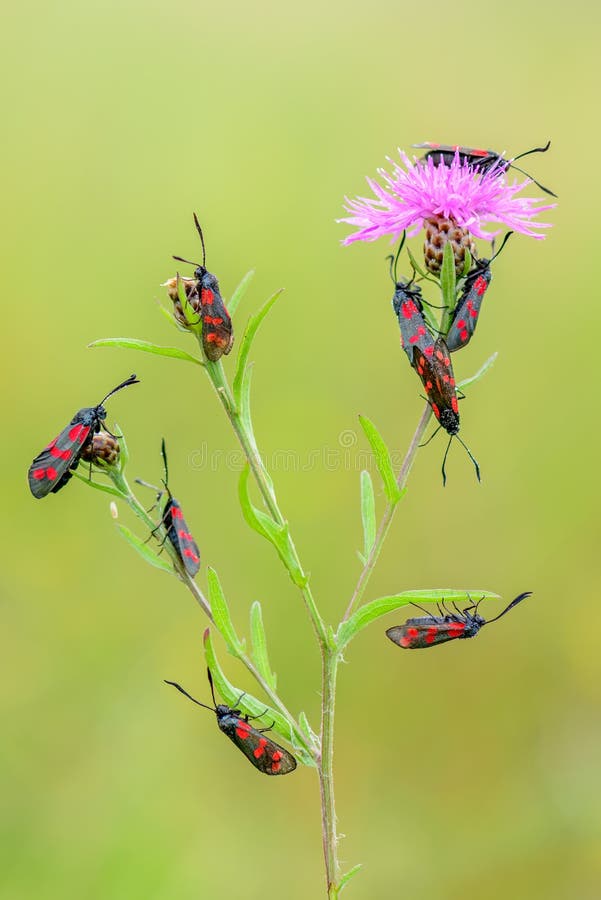 Macro of a Zygaena filipendulae