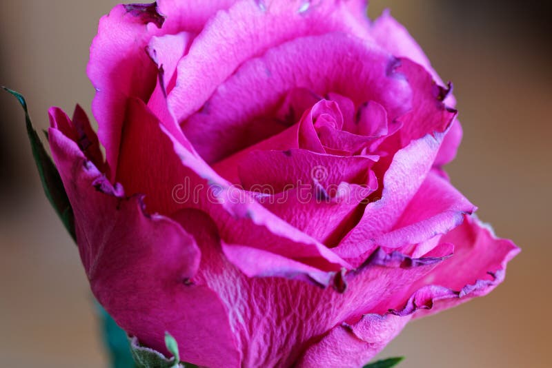 Macrobeeld van een rode roze bloem royalty-vrije stock fotografie Macrobeeld van een rode roze bloem royalty-vrije stock fotografie