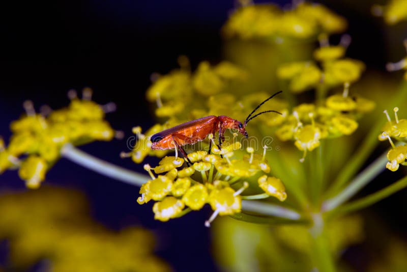 Macrobeeld van kleurrijk insect op bloem stock foto Macrobeeld van kleurrijk insect op bloem stock foto