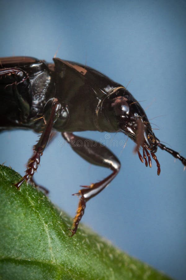 Macro cederkever stock foto's