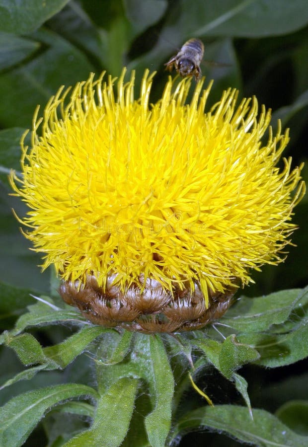 Common Names: Yellow Hardhead, Giant Knapweed, Globe Centaurea, Armenian Basket flower Lone bee is attracted to single large, deep yellow thistle-like flower with brown bracts of Giant Knapweed against background of dark green foliage. Common Names: Yellow Hardhead, Giant Knapweed, Globe Centaurea, Armenian Basket flower Lone bee is attracted to single large, deep yellow thistle-like flower with brown bracts of Giant Knapweed against background of dark green foliage