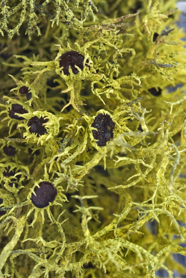 Macrochiusura del muschio giallo che cresce sui pali delle recinzioni di legno asciutto fotografia stock libera da diritti Macrochiusura del muschio giallo che cresce sui pali delle recinzioni di legno asciutto fotografia stock libera da diritti