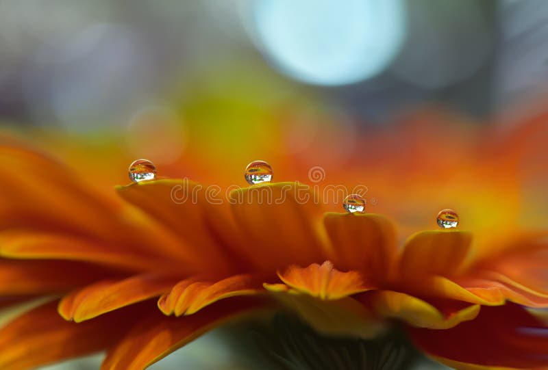 Macrocomanda abstractă pictată apă pictată superbă portocaliu în fundal primăvară de vară cu design de artă cu floral subțire. royalty free stock images