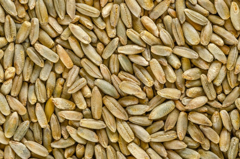 Macrocomanda boabe de secară de mai sus stock image