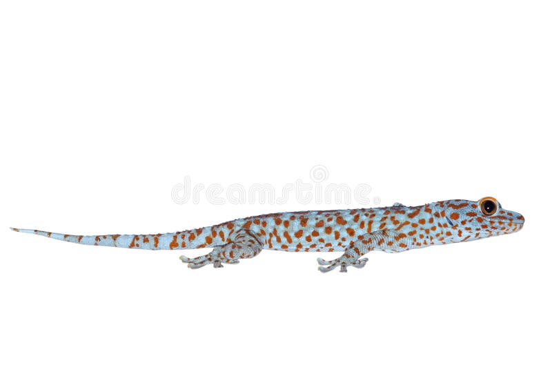 MacrodieFoto van Tokay-Gekko op Witte Achtergrond met het Knippen van Weg wordt geïsoleerd royalty-vrije stock foto MacrodieFoto van Tokay-Gekko op Witte Achtergrond met het Knippen van Weg wordt geïsoleerd royalty-vrije stock foto