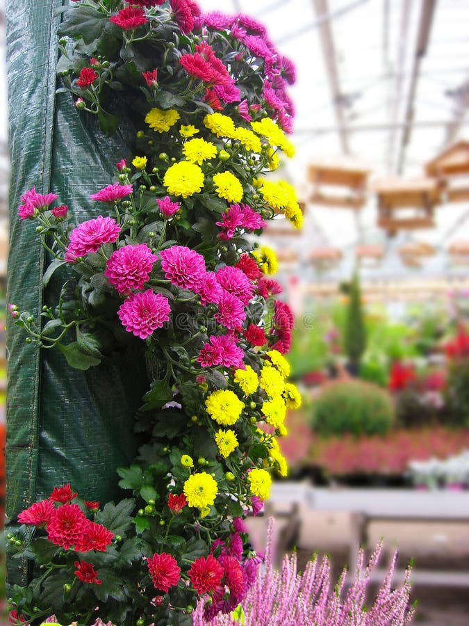 Macrofoto met decoratieve achtergrond van heldere kleurrijke die bloemen in serres voor industriële productie en verkoop in winke stock fotografie Macrofoto met decoratieve achtergrond van heldere kleurrijke die bloemen in serres voor industriële productie en verkoop in winke stock fotografie
