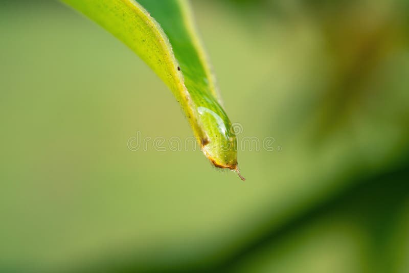 Macrofoto van blad met dauwdruppel stock afbeelding Macrofoto van blad met dauwdruppel stock afbeelding