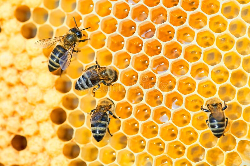 Macrofoto van een bijenkorf op een honingraat met copyspace Bijen produceren vers, gezond, honing