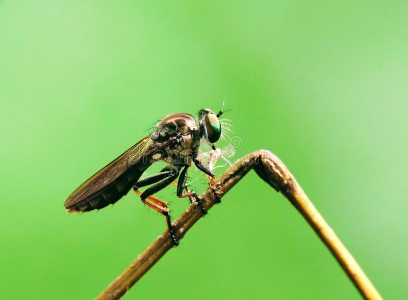 Macrofoto van een klein insect dat een roofvlieg heet stock afbeelding