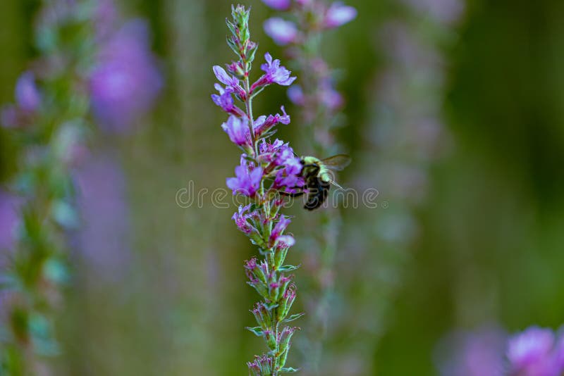 Lythrum salicaria, L. salicaria, or the Purple Loosestrife and a bee. Macrophotography of purple flower with smooth blur background. Purple Loosestrife is an invasive beautiful purple flowering plant on the water`s edge of Ed Zorinsky lake Omaha Nebraska.  Pleasant wall hanging internal decor or decoration  for offices, clinics, homes and hospitals. Lythrum salicaria, L. salicaria, or the Purple Loosestrife and a bee. Macrophotography of purple flower with smooth blur background. Purple Loosestrife is an invasive beautiful purple flowering plant on the water`s edge of Ed Zorinsky lake Omaha Nebraska.  Pleasant wall hanging internal decor or decoration  for offices, clinics, homes and hospitals.