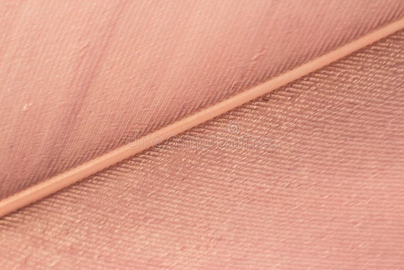 Macrofotografia della piuma di un uccello Piume d'uccello, piuma rosa, strisce e strisce fotografie stock libere da diritti