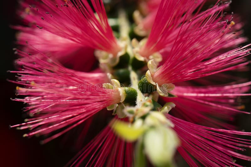 In macrofotografia è i viminalis nani di myrtaceae o di Callistemon di un Bottlebrush poco fiore rosso di John immagine stock In macrofotografia è i viminalis nani di myrtaceae o di Callistemon di un Bottlebrush poco fiore rosso di John immagine stock
