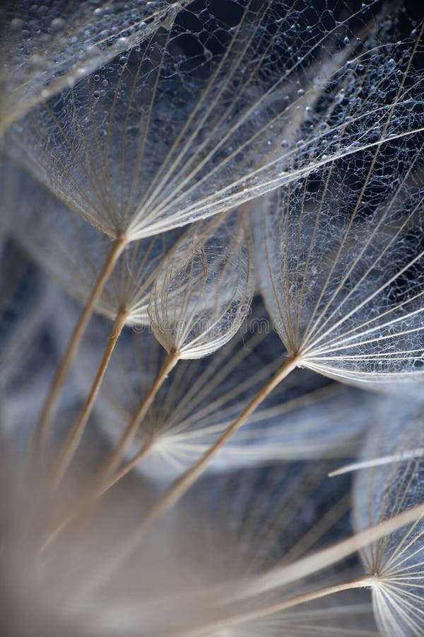 Macrofotografie abstractă a semințelor de plante stock image