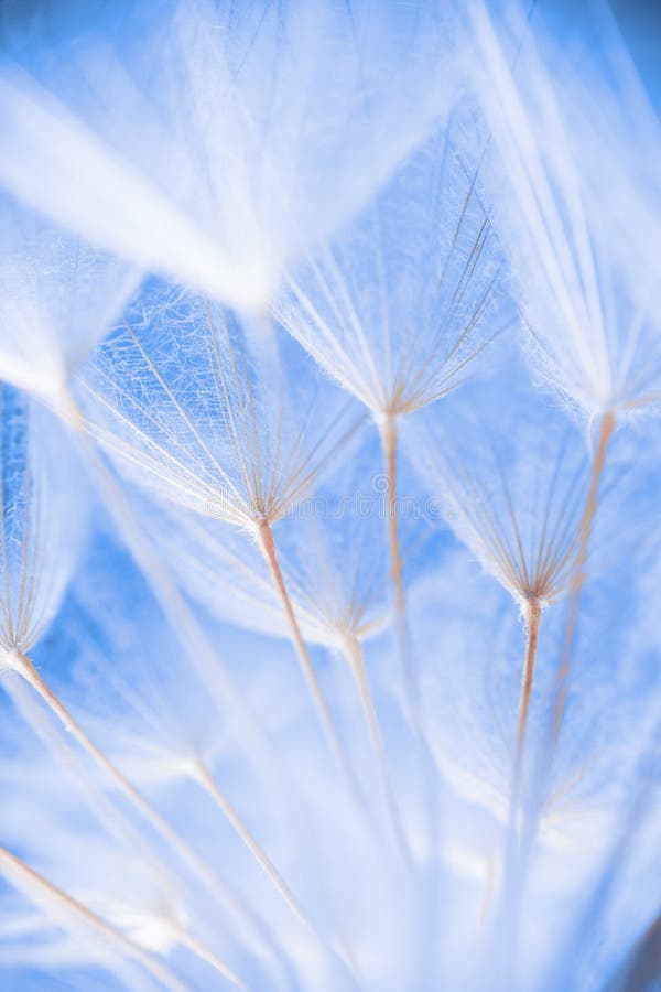Macrofotografie abstractă a semințelor de plante într-o dimineață stock images