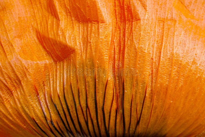 Macrofotografie cu o frunză de mac portocalie strălucitoare royalty free stock images