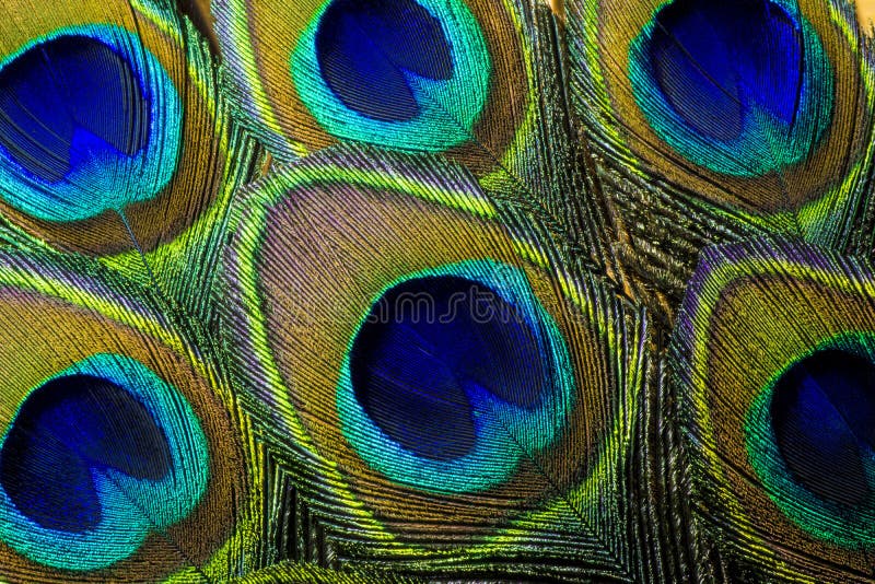 Macrofotografie cu pene colorate de păun albastru. royalty free stock photo