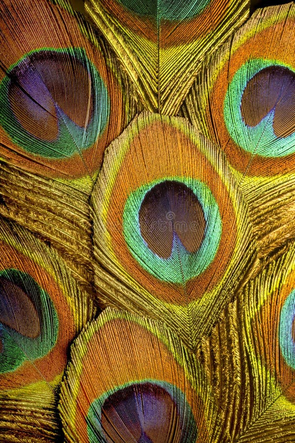 Macrofotografie cu pene de păun colorate. stock photography