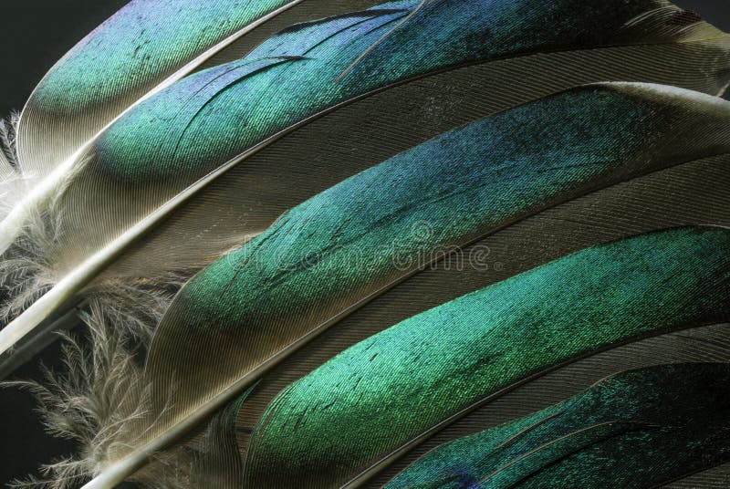 Macrofotografie cu pene verzi colorate de rață. stock image
