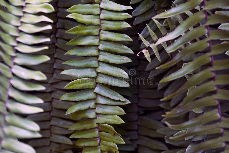 Macrofotografie de ferigă royalty free stock photography