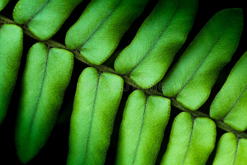 Macrofotografie de ferigă stock images