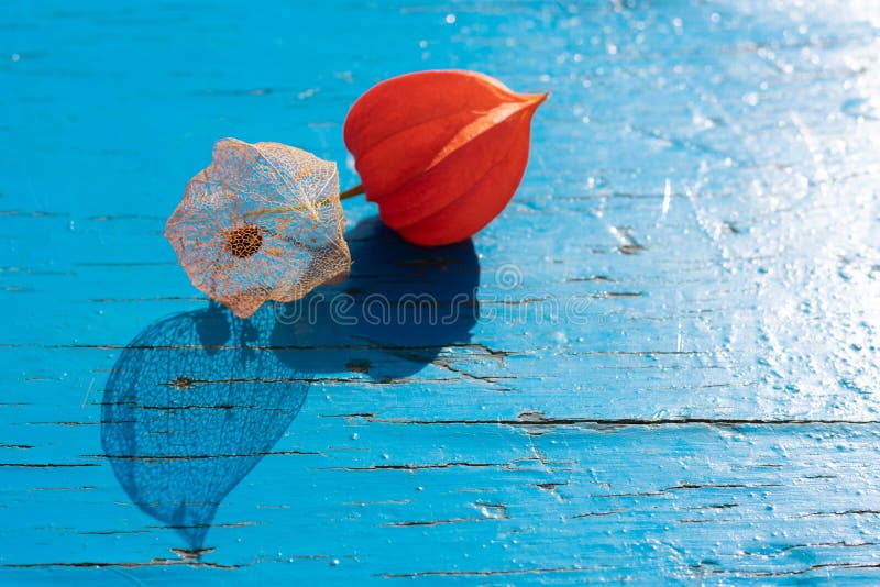 Macrofotografie florală a scheletului cu retroiluminare și a florilor portocalii coapte de filigree și umbre întunecate stock image