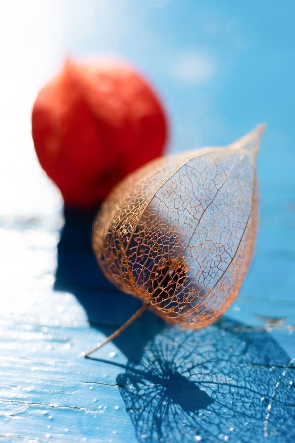 Macrofotografie florală în format vertical a scheletului ornamental og physalis flower și filigree delicată cu iluminare de fundal stock image