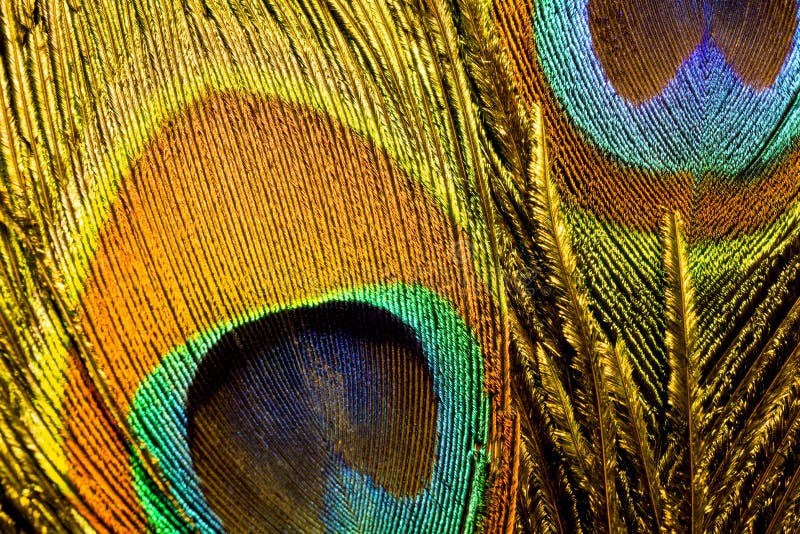 Macrofotografie a unei pene de păun colorat. royalty free stock photography