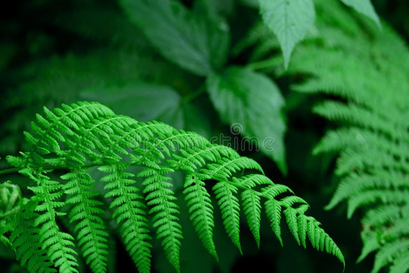 Macrofotografie a unui ferigă din pădure stock image