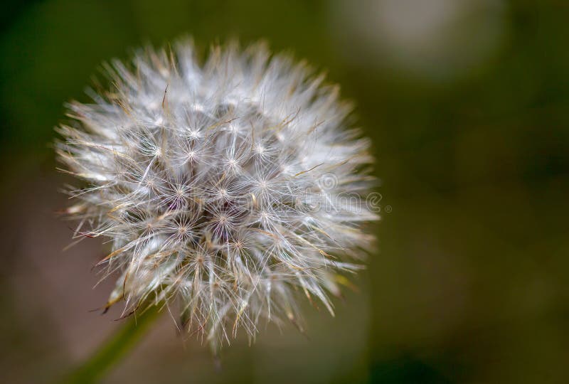 Macrofotografie van een rookwolk van het paardebloemzaad royalty-vrije stock afbeeldingen Macrofotografie van een rookwolk van het paardebloemzaad royalty-vrije stock afbeeldingen