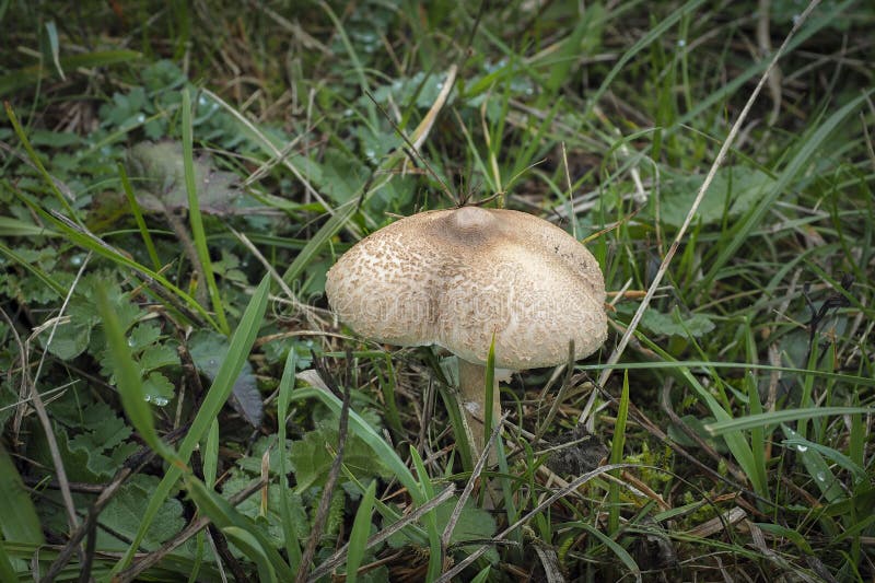 Fake Mushrooms Small Garden Stock Photo 662684695