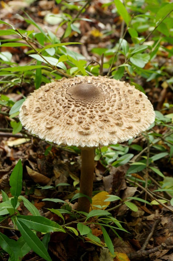 Macrolepiota procera, jedlá huba v lese. Macrolepiota procera, tiež nazývaná, slnečnicová huba. Veľmi chutné a zdravé