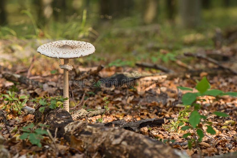 Macrolepiota procera, mushrooms grow in the woods