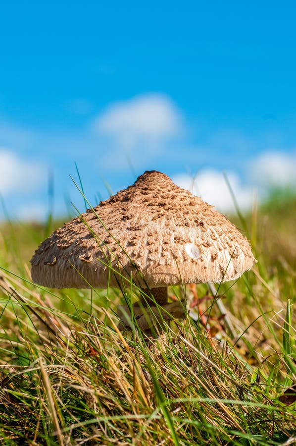 Macrolepiota procera, houba slunečník