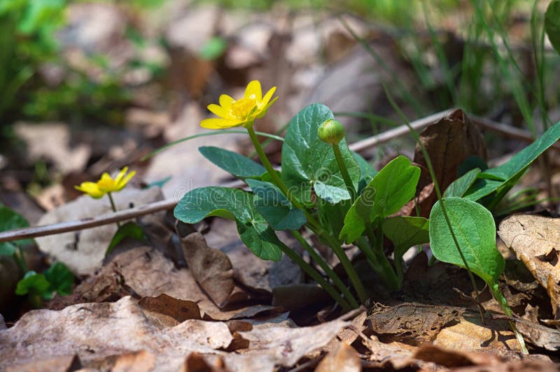 Macrophotography beauty wild spring nature. Small yellow flower in forest on the background of dry leaves royalty free stock image Macrophotography beauty wild spring nature. Small yellow flower in forest on the background of dry leaves royalty free stock image