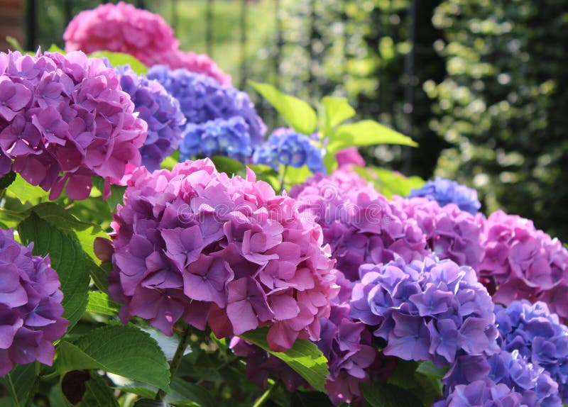 macrophylla hydrangea стоковое фото rf macrophylla hydrangea стоковое фото rf